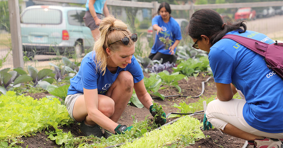 Volunteers working in a garden